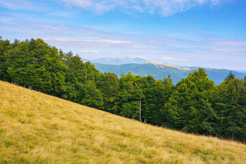 Fototapeta na wymiar carpathian primeval beech forests in mountains. stunning late summer scenery of svydovets ridge with rolling hills in evening light