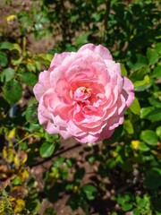 pink rose in garden
