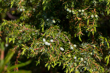 Juniper northern forest with green unripe berries. Young juniper bushes in the Karelian Republic