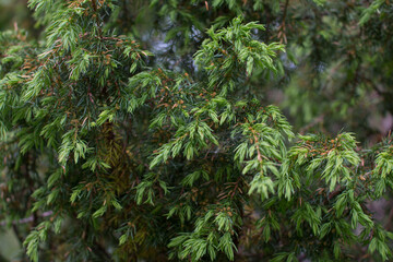 Juniper northern forest with green unripe berries. Young juniper bushes in the Karelian Republic