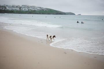 dog on the beach