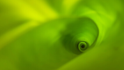 Rolling banana leaf in the nature