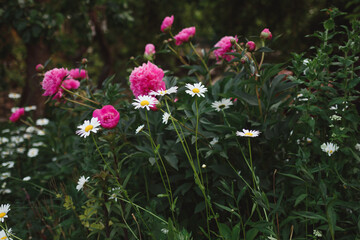 pink flowers in the garden 
pink peonies bloom in summer