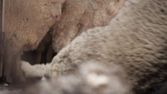 Australian rural scenes Wheatbelt. Sheep shearing.