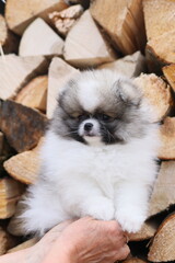 small  puppy

Pomeranian puppy dog