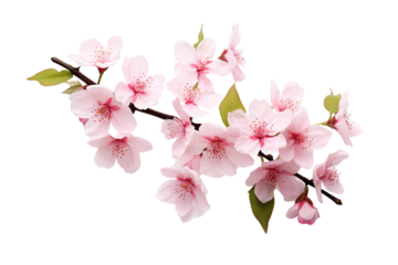 Beautiful sakura flowers isolated on white