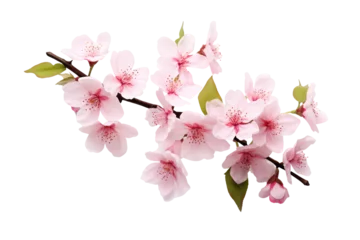Foto op Canvas Beautiful sakura flowers isolated on white © Tidarat
