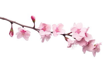 Gordijnen Beautiful sakura flowers isolated on white © Tidarat