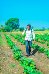 indian farmer is spraying organic fertilizer at brinjal field.