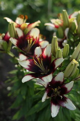 lilies in the garden in summer