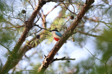 The fairy pitta (Pitta nympha) is a small and brightly colored species of passerine bird in the family Pittidae.