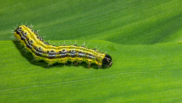 Raupe Buchsbaumz&uuml;nsler