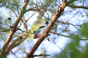 The fairy pitta (Pitta nympha) is a small and brightly colored species of passerine bird in the family Pittidae.