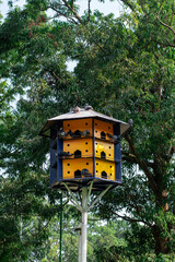 Pigeons in the dove house
