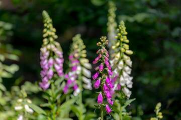 Selective focus of white pink Digitalis purpurea (Lady's glove) in the garden, The common foxglove is a species of flowering plant in the plantain family Plantaginaceae, Natural flora background.