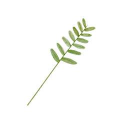 Simple Watercolor Textured Plant