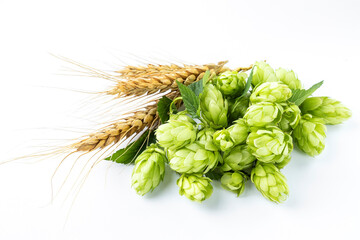 Closeup of fresh hops flowers and ripe ears of wheat on white background. Ingredients for production of tasty beer