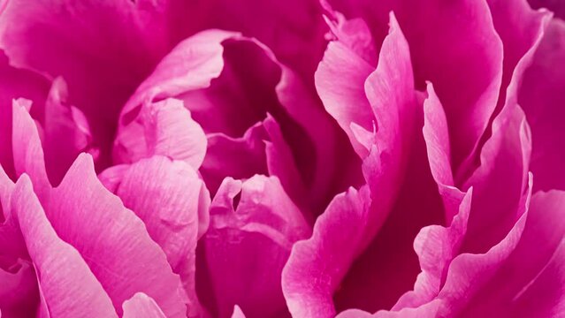 4K Time Lapse of blooming pink Peony flower. Timelapse of Peony petals close-up. Time-lapse of big single flower opening.