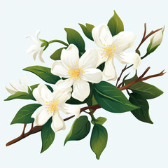 Obraz premium Beautiful jasmine flowers on transparent background.