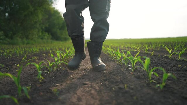 agriculture. man farmer in rubber boots walks along corn sprouts green field. agriculture a business concept lifestyle. farmer worker goes home after harvesting end across a field of corn