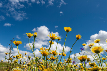 Wild flowers on sunny blue sky