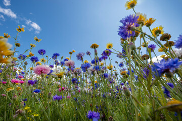Wild flowers on sunny blue sky