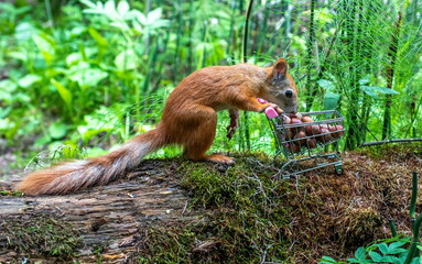 Red squirrel eats a hazelnut from a grocery cart