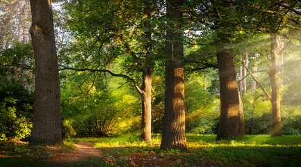 Beautiful rays of sunlight in a green summer oak forest;