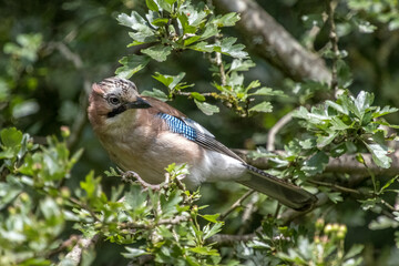 Eurasian Jay looking inquisitive perched in the tree
