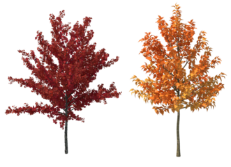 autumn tree isolated