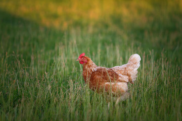 happy free range single chicken in the meadow