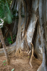 Palermo, Italy - April 4, 2023: Big banyan tree in the Giardino Palazzo Normanni.
