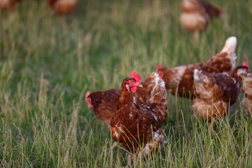 happy free range chicken in the meadow