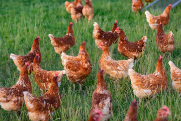 happy free range chicken in the meadow