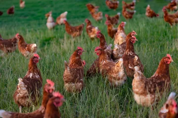 Selbstklebende Fototapete Wiese, Sumpf happy free range chicken in the meadow