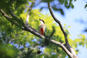The fairy pitta (Pitta nympha) is a small and brightly colored species of passerine bird in the family Pittidae.