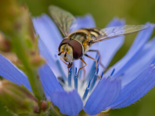Stehfliege