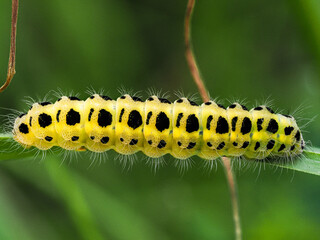 Raupe