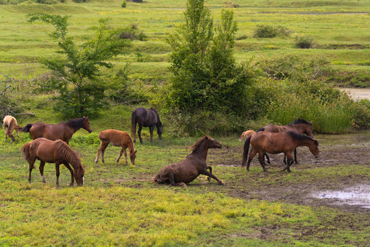 Brown horse rises to his feet in the field. Many beautiful horses graze on a green field. Herd of horses