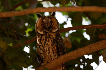 Long Eared Owl