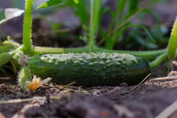 Fresh green cucumber in the garden