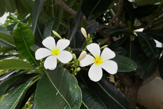 Pair of bloomed white Plumeria Alba flowers, also called Caterpillar tree, Pigeon wood. It is a flowering plant planted in tropical regions worldwide