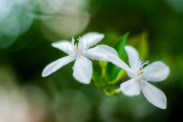 Fototapeta na wymiar white beautiful flowers on macro mode 