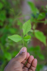 devotee holding holy Aegle marmelos or Bael leaf in hand from different angle at day