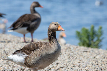 A goose, geese is a bird of waterfowl species. This group comprises the grey, white and the black....