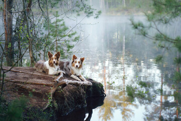 two dogs in forest near lake . Two cute border collies in summer at water in the fog - obrazy, fototapety, plakaty