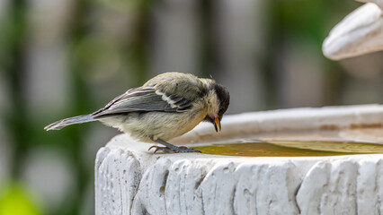 Kohlmeise an einer Vogeltränke