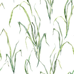 Watercolor floral seamless pattern of meadow grasses. Hand painted plants isolated on white background. Outdoor illustration for design, print, fabric or background.