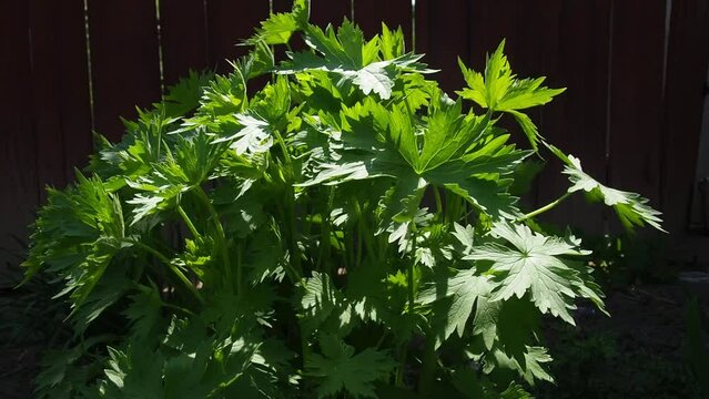 Medicinal plant: Delphinium. Staphisagria macrosperma, formerly known as Delphinium staphisagria, is Staphisagria of family Ranunculaceae. Delphinium flowering plant leaves regrowing in spring.