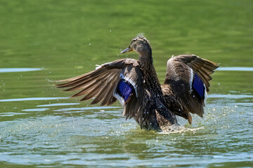 Stockente (Anas platyrhynchos) Weibchen von hinten mit geöffneten Flügeln, hebt sich beim Baden...